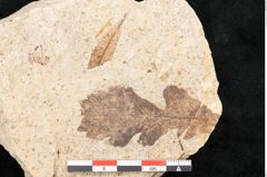 Foto (Detailansicht) von Myrica lignitum Unger (NHMW-GEO-2024-0188-4028)